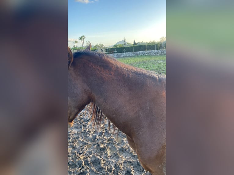 PRE Wallach 9 Jahre 164 cm Brauner in Bunyola