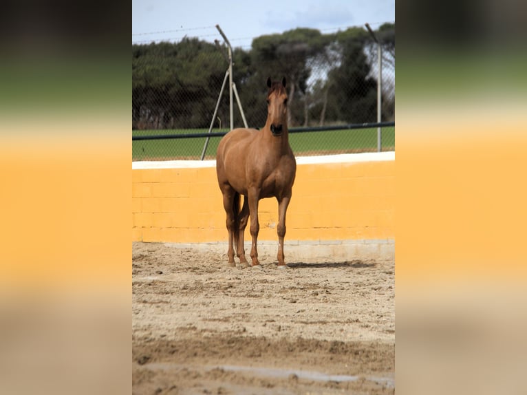 PRE Mix Wallach 9 Jahre 164 cm Fuchs in Hamburg