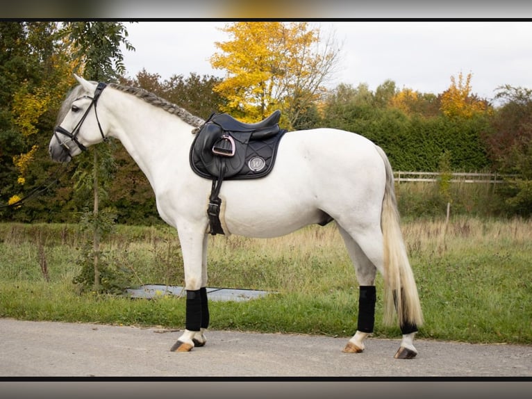 PRE Wallach 9 Jahre 164 cm Schimmel in Babenhausen