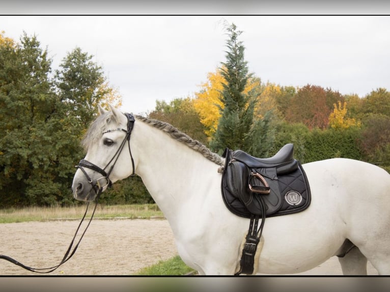 PRE Wallach 9 Jahre 164 cm Schimmel in Babenhausen