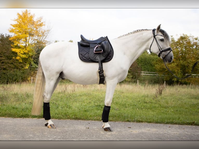 PRE Wallach 9 Jahre 164 cm Schimmel in Babenhausen