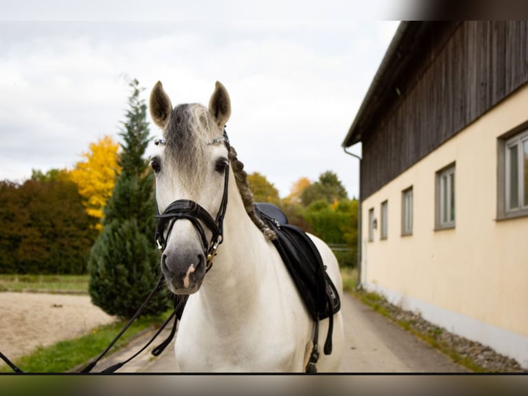 PRE Wallach 9 Jahre 164 cm Schimmel in Babenhausen