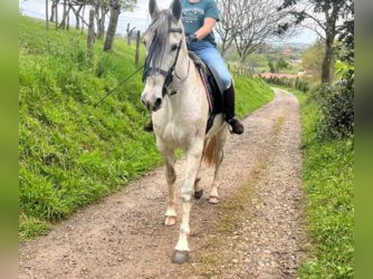 PRE Mix Wallach 9 Jahre 164 cm Schimmel in Gijon