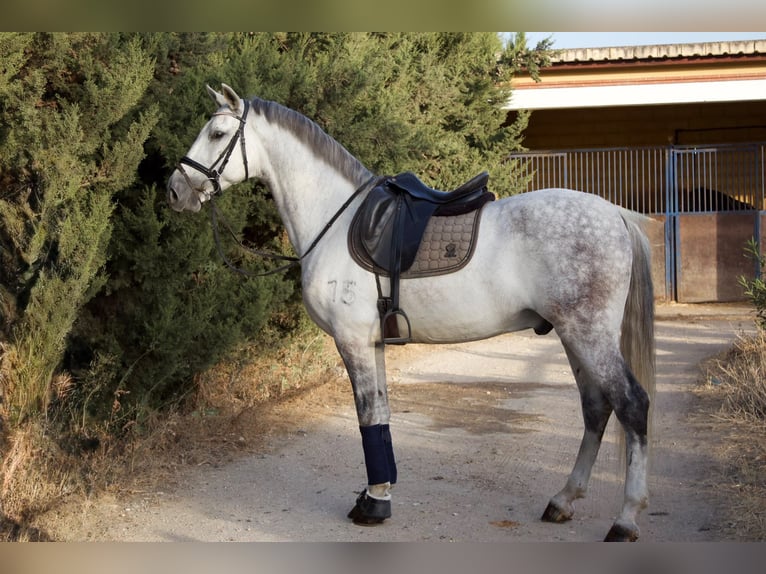 PRE Mix Wallach 9 Jahre 164 cm Schimmel in SEVILLE