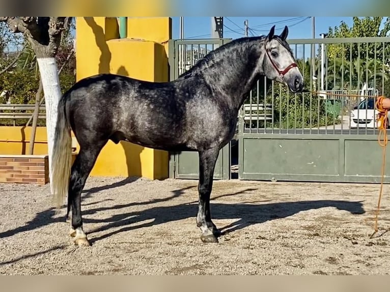 PRE Wallach 9 Jahre 165 cm Apfelschimmel in Balingen