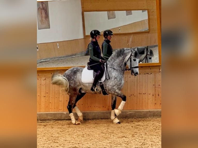PRE Wallach 9 Jahre 165 cm Apfelschimmel in Balingen