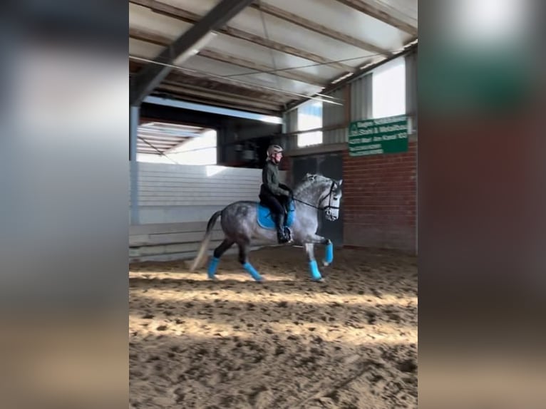 PRE Wallach 9 Jahre 165 cm Apfelschimmel in Balingen