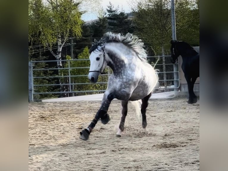 PRE Wallach 9 Jahre 165 cm Apfelschimmel in Balingen