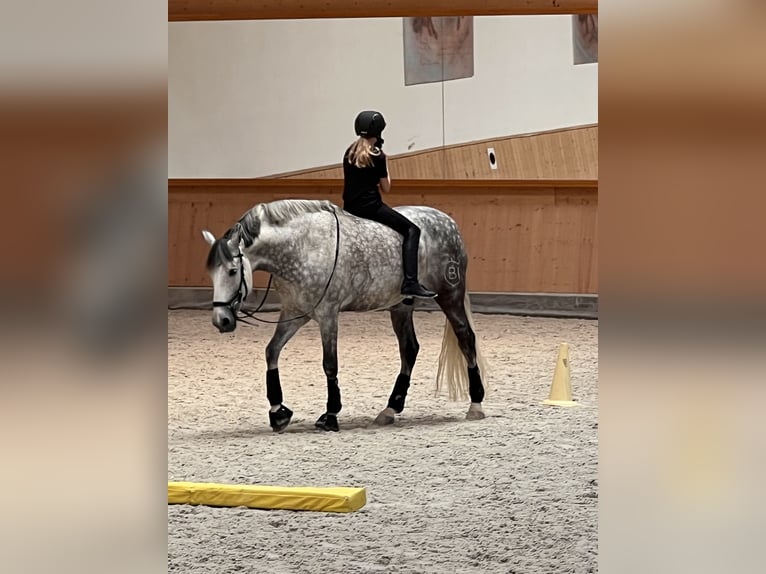 PRE Wallach 9 Jahre 165 cm Apfelschimmel in Balingen