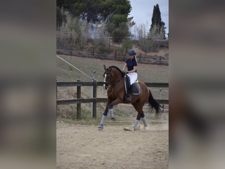 PRE Mix Wallach 9 Jahre 165 cm in Rafelguaraf