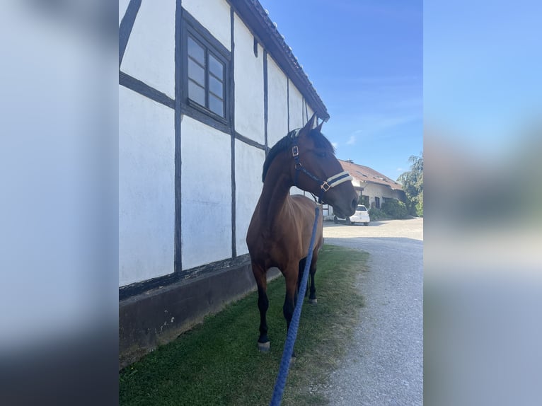 PRE Wallach 9 Jahre 165 cm Brauner in Hagen