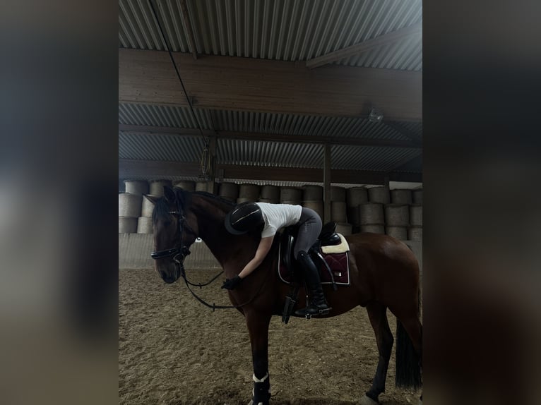 PRE Wallach 9 Jahre 165 cm Brauner in Hagen