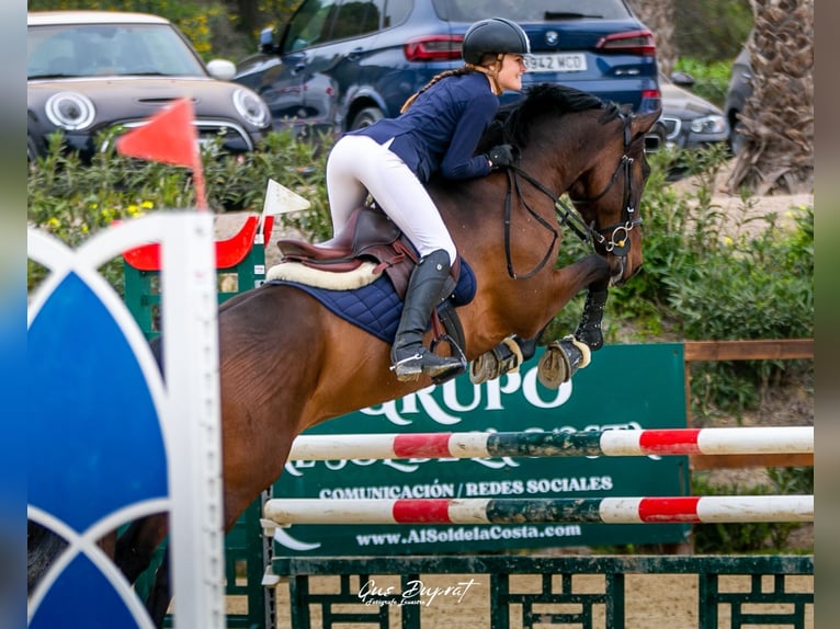 PRE Wallach 9 Jahre 165 cm Brauner in Knegsel