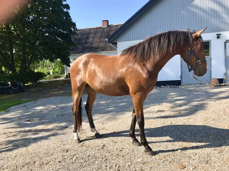 PRE Mix Wallach 9 Jahre 165 cm Dunkelbrauner in Echtenerbrug