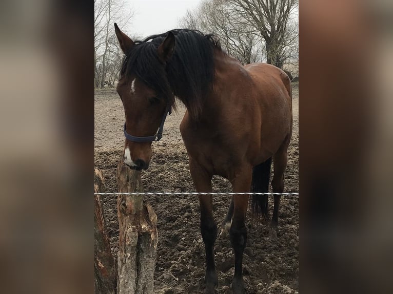 PRE Mix Wallach 9 Jahre 165 cm Dunkelbrauner in Echtenerbrug