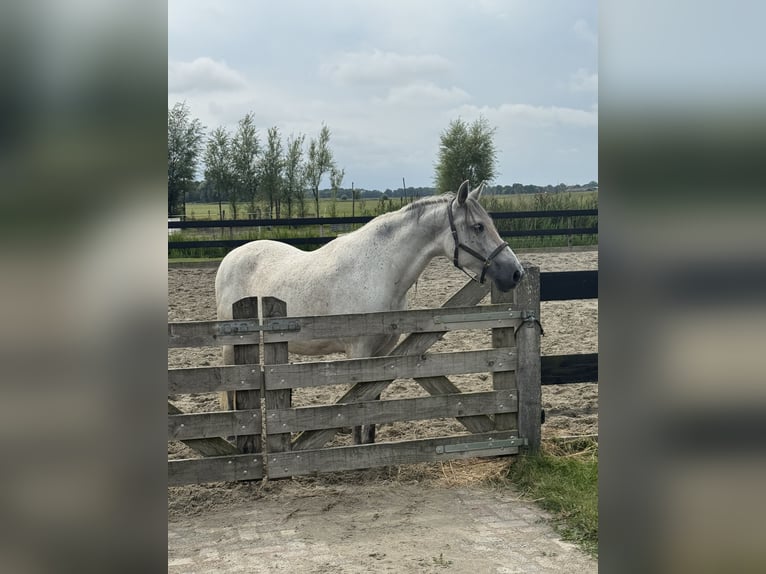 PRE Wallach 9 Jahre 165 cm Fliegenschimmel in Heiloo