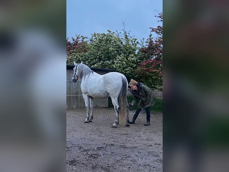 PRE Wallach 9 Jahre 165 cm Fliegenschimmel in Heiloo