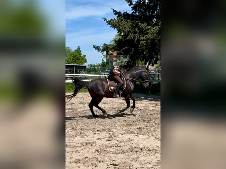 PRE Wallach 9 Jahre 165 cm Rappe in Einhausen