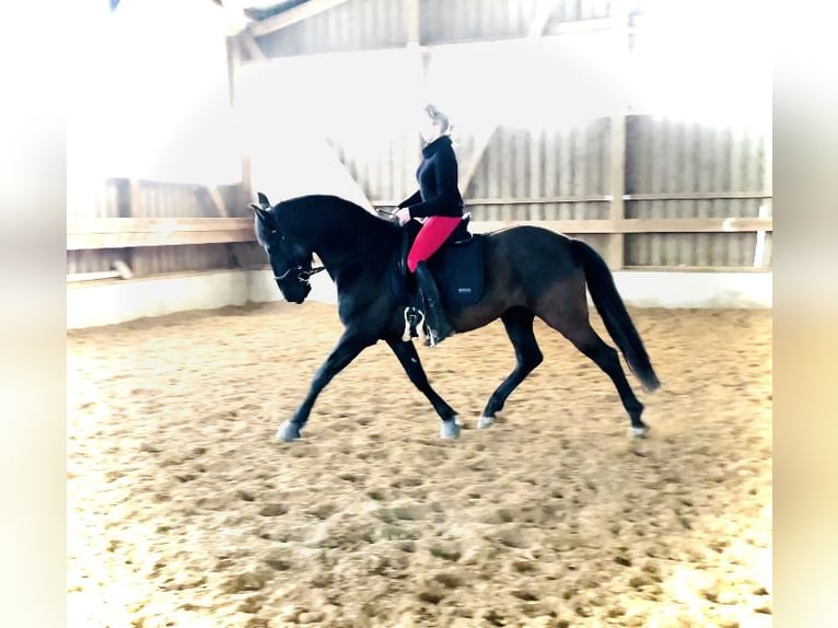 PRE Wallach 9 Jahre 165 cm Rappe in Einhausen