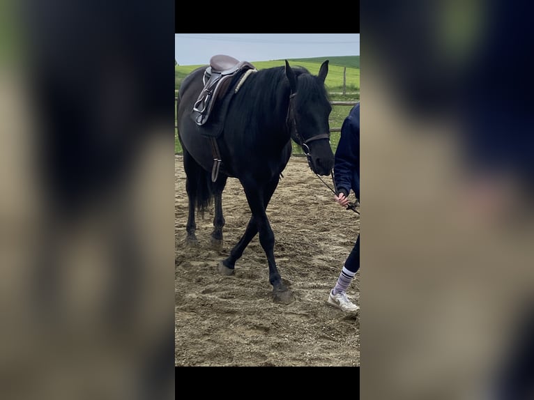 PRE Wallach 9 Jahre 165 cm Rappe in Jettingen-Scheppach