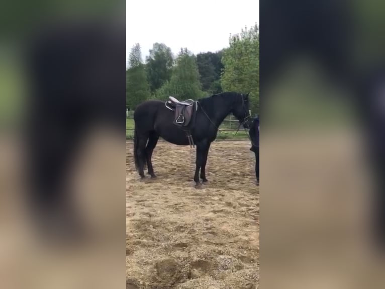 PRE Wallach 9 Jahre 165 cm Rappe in Jettingen-Scheppach
