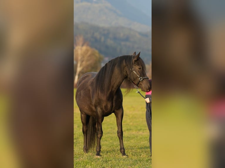 PRE Wallach 9 Jahre 165 cm Rappe in Jettingen-Scheppach