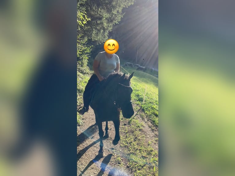 PRE Wallach 9 Jahre 165 cm Rappe in Jettingen-Scheppach