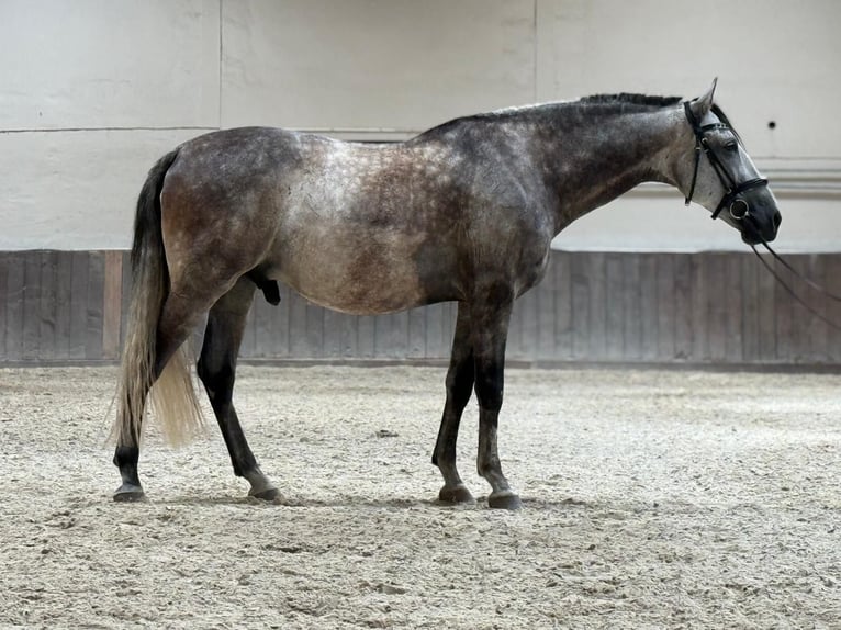 PRE Wallach 9 Jahre 165 cm Rappschimmel in Karben