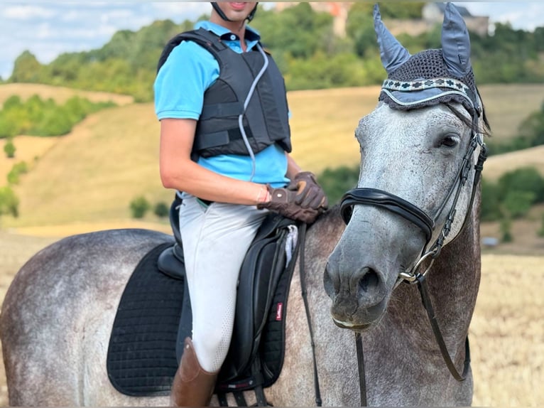 PRE Wallach 9 Jahre 165 cm Rappschimmel in Karben