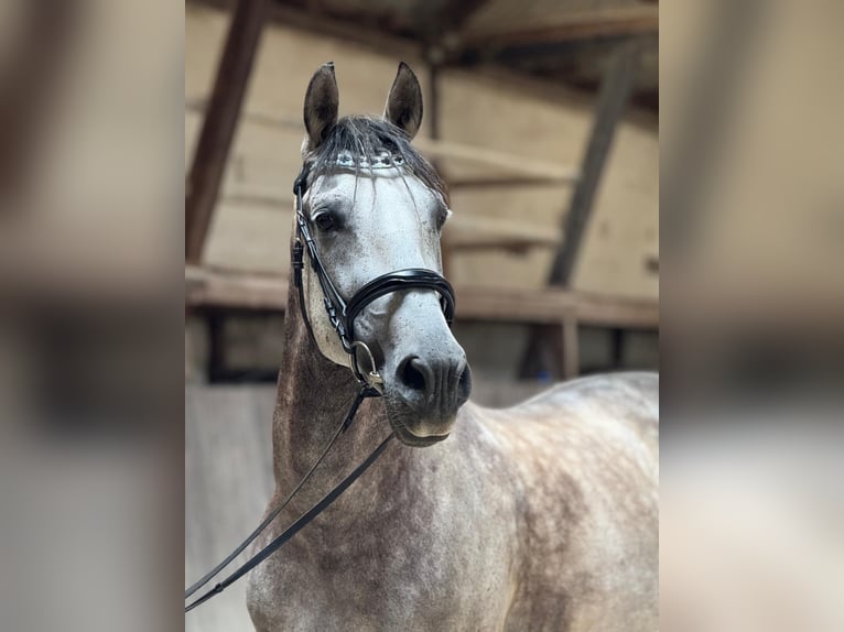 PRE Wallach 9 Jahre 165 cm Rappschimmel in Karben