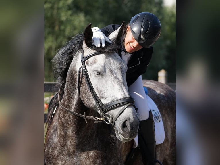 PRE Wallach 9 Jahre 165 cm Schimmel in Dentergem