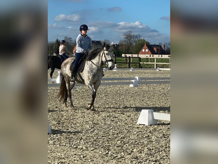 PRE Wallach 9 Jahre 165 cm Schimmel in Dentergem