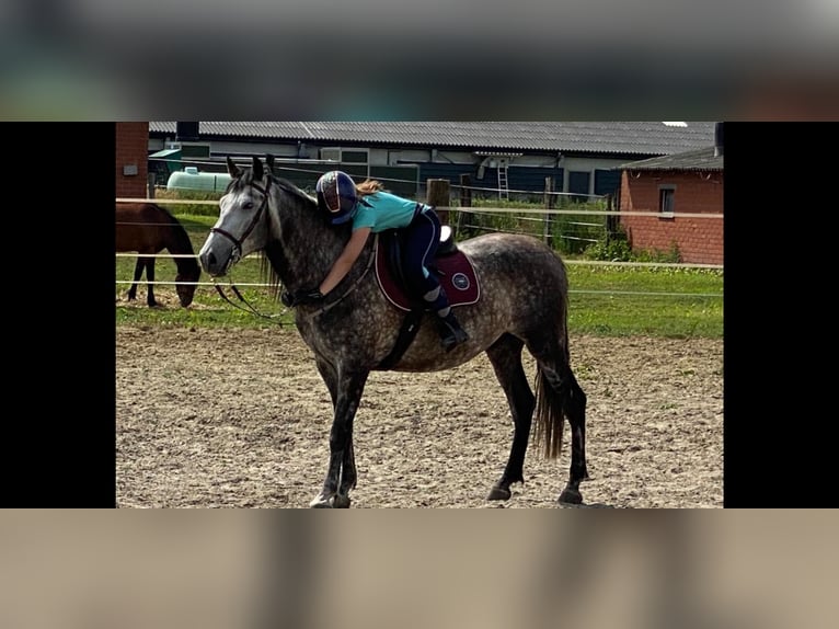 PRE Wallach 9 Jahre 165 cm Schimmel in Dentergem