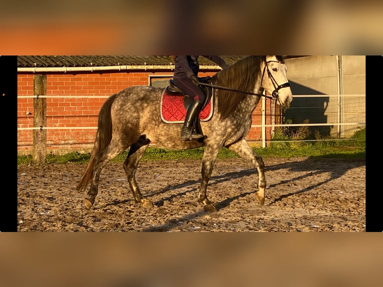 PRE Wallach 9 Jahre 165 cm Schimmel in Dentergem