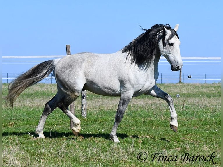 PRE Mix Wallach 9 Jahre 165 cm Schimmel in Wiebelsheim
