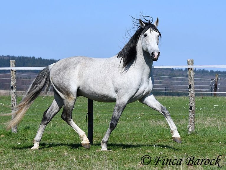 PRE Mix Wallach 9 Jahre 165 cm Schimmel in Wiebelsheim
