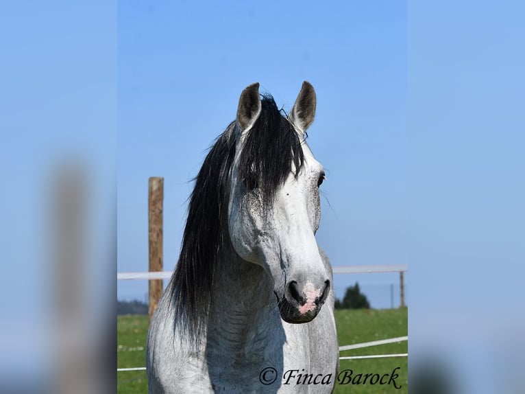 PRE Mix Wallach 9 Jahre 165 cm Schimmel in Wiebelsheim