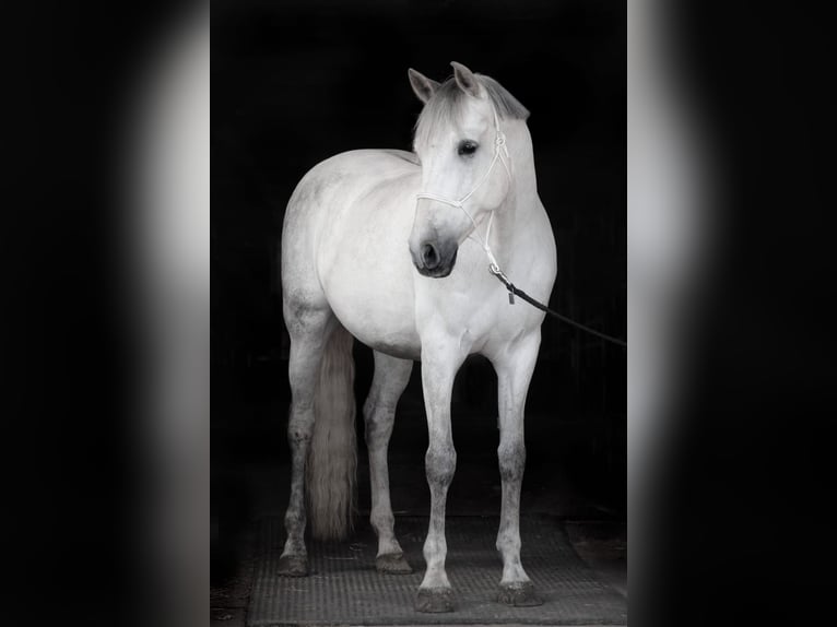 PRE Mix Wallach 9 Jahre 165 cm Schimmel in Stadthagen