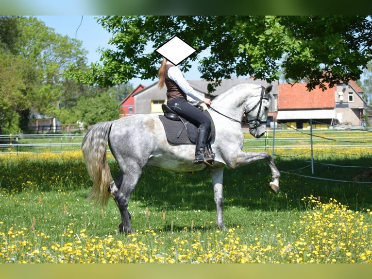 PRE Mix Wallach 9 Jahre 165 cm Schimmel in Stadthagen