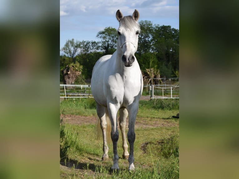 PRE Mix Wallach 9 Jahre 165 cm Schimmel in Stadthagen