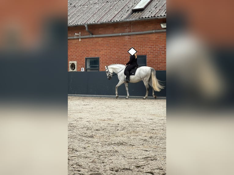 PRE Mix Wallach 9 Jahre 165 cm Schimmel in Stadthagen