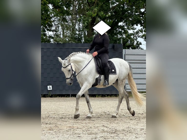 PRE Mix Wallach 9 Jahre 165 cm Schimmel in Stadthagen