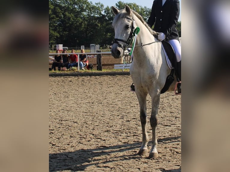 PRE Mix Wallach 9 Jahre 165 cm Schimmel in Stadthagen