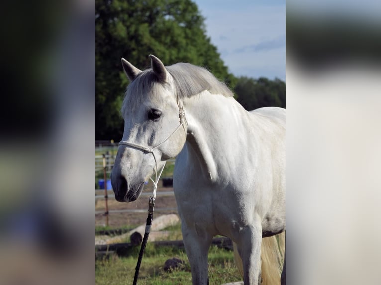 PRE Mix Wallach 9 Jahre 165 cm Schimmel in Stadthagen