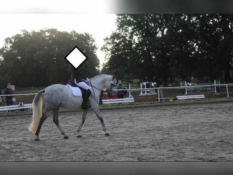 PRE Mix Wallach 9 Jahre 165 cm Schimmel in Stadthagen