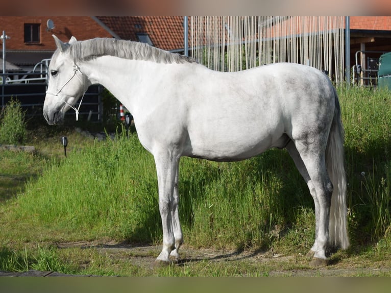 PRE Mix Wallach 9 Jahre 165 cm Schimmel in Stadthagen