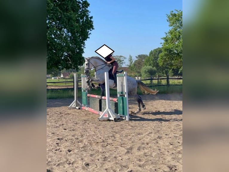 PRE Mix Wallach 9 Jahre 165 cm Schimmel in Stadthagen