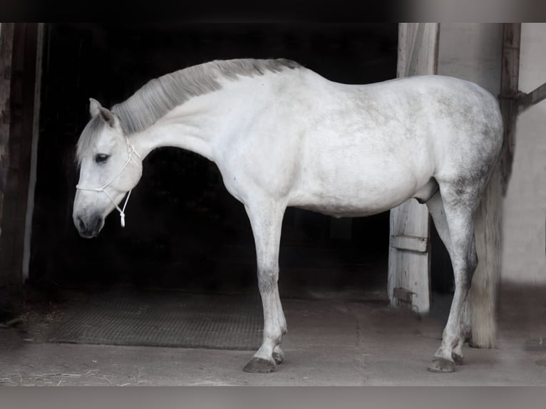 PRE Mix Wallach 9 Jahre 165 cm Schimmel in Stadthagen