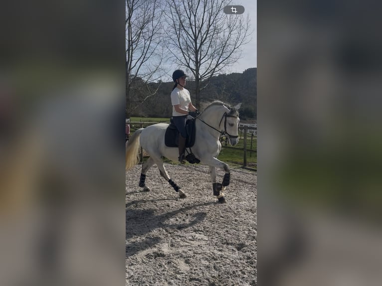 PRE Wallach 9 Jahre 165 cm Schimmel in Solares