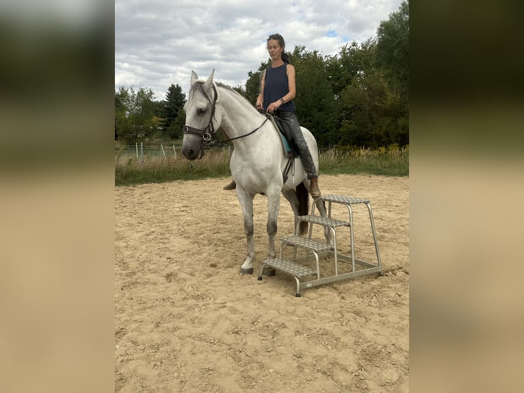 PRE Mix Wallach 9 Jahre 165 cm Schimmel in Leegebruch